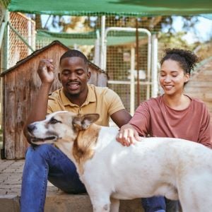 animal-shelter-adoption-and-dog-with-a-black-coup-2023-01-04-20-08-33-utc