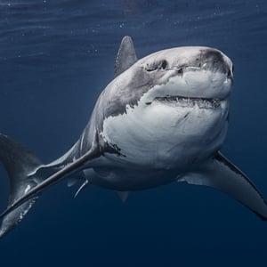 mexico-guadalupe-island-great-white-shark-in-sea-2022-03-04-01-55-20-utc
